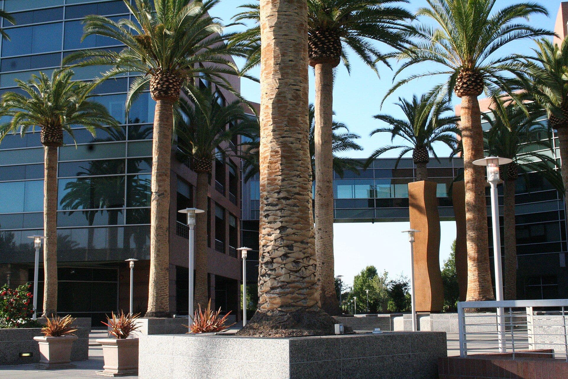 Palm trees frame a modern glass building at Google's Mountain View headquarters